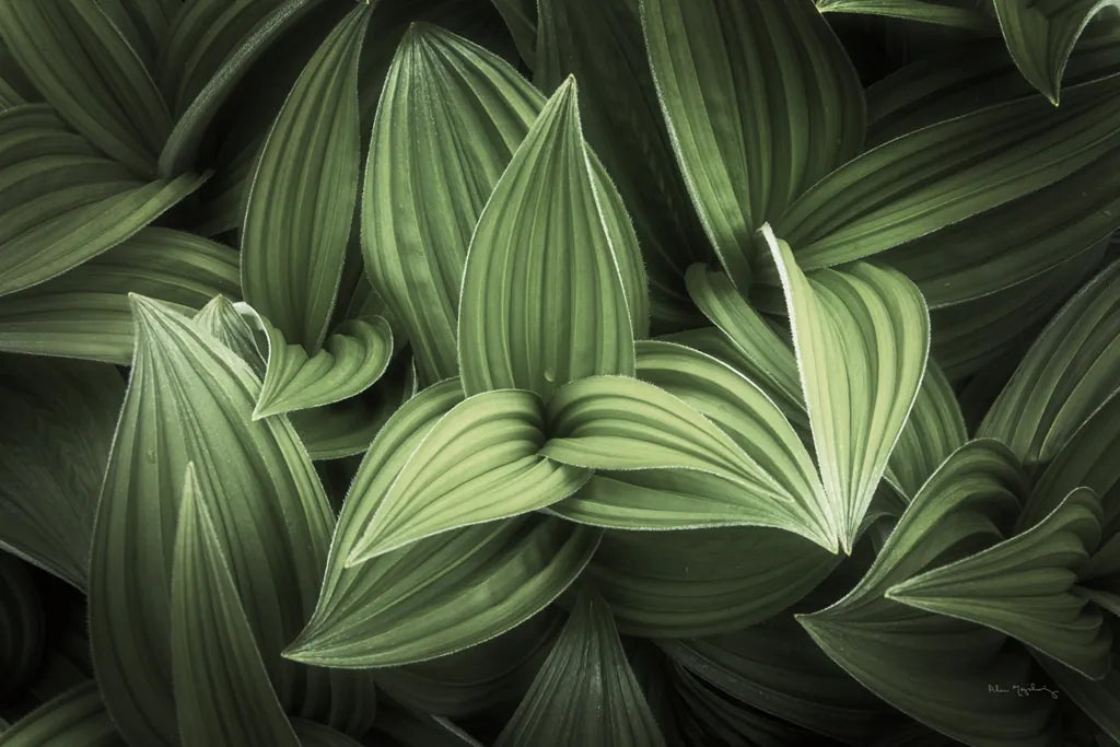Corn Lily I by Alan Majchrowicz. SKU 63243i. Archival Giclee Fine art print for wall decor.