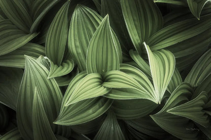 Corn Lily I by Alan Majchrowicz. SKU 63243i. Archival Giclee Fine art print for wall decor.