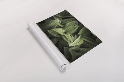 Corn Lily I by Alan Majchrowicz. shown as a rolled paper print. Available as archival giclee rolled canvas, fine art paper, or poster print. SKU 63243i.