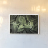Corn Lily I by Alan Majchrowicz. shown as a paper print in a white frame. Available as a archival giclee rolled canvas, fine art paper, or poster print. SKU 63243i.