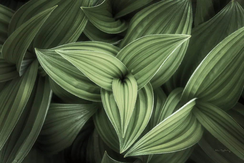 Corn Lily II by Alan Majchrowicz. SKU 63244i. Archival Giclee Fine art print for wall decor.