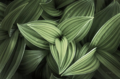 Corn Lily II by Alan Majchrowicz. SKU 63244i. Archival Giclee Fine art print for wall decor.
