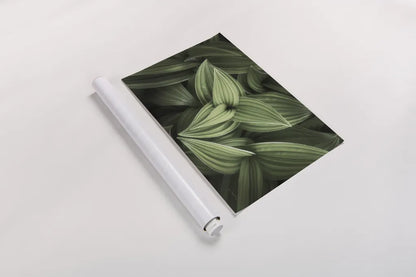 Corn Lily II by Alan Majchrowicz. shown as a rolled paper print. Available as archival giclee rolled canvas, fine art paper, or poster print. SKU 63244i.