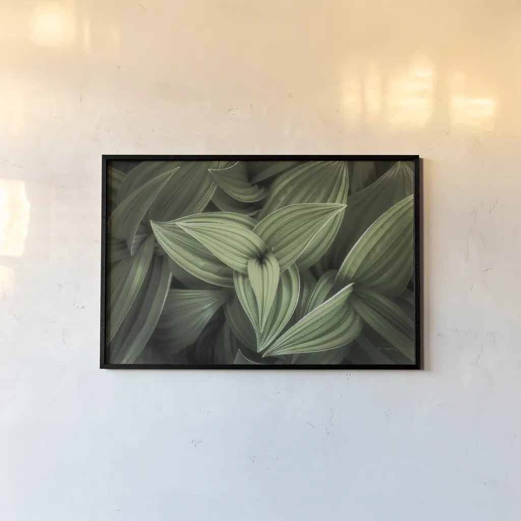 Corn Lily II by Alan Majchrowicz. shown as a paper print in a black flame. Available as a archival giclee rolled canvas, fine art paper, or poster print. SKU 63244i.