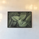 Corn Lily II by Alan Majchrowicz. shown as a paper print in a black flame. Available as a archival giclee rolled canvas, fine art paper, or poster print. SKU 63244i.