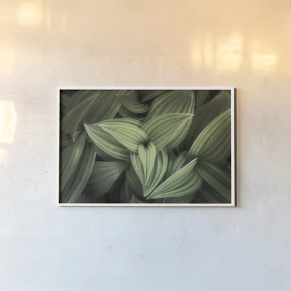 Corn Lily II by Alan Majchrowicz. shown as a paper print in a white frame. Available as a archival giclee rolled canvas, fine art paper, or poster print. SKU 63244i.