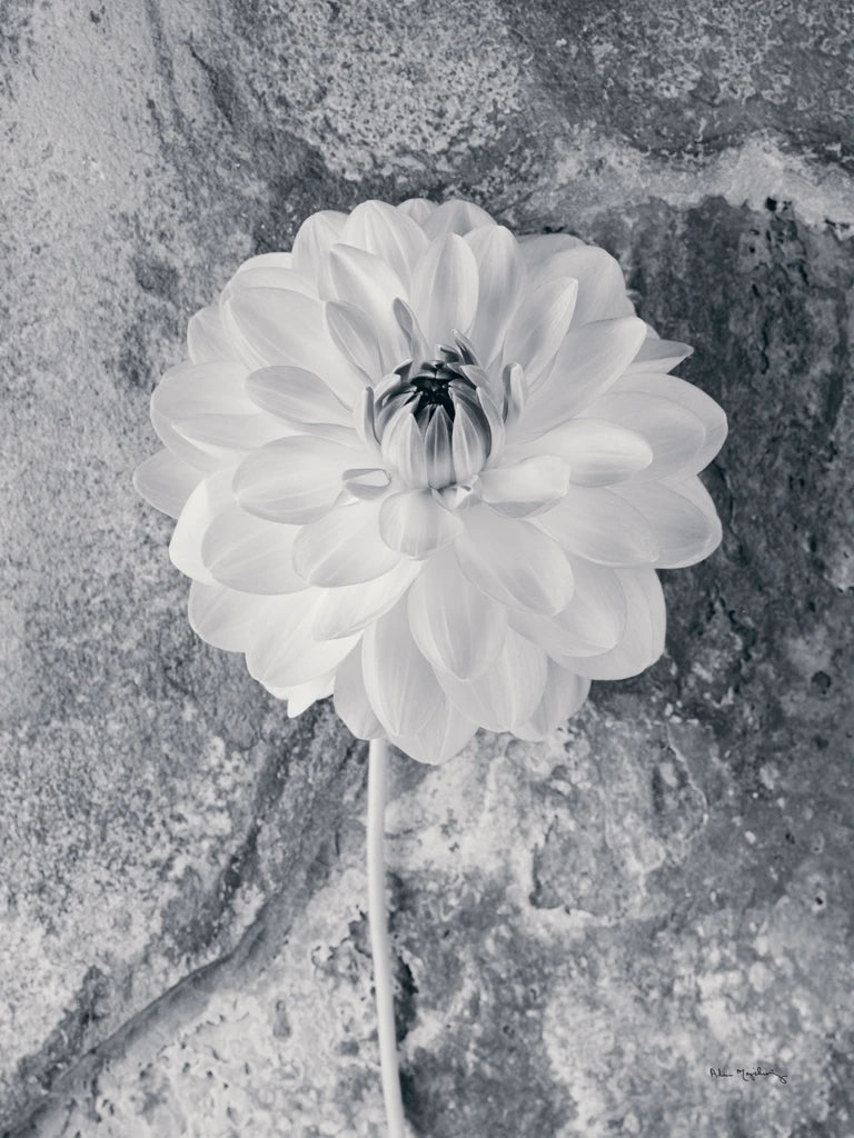 Dahlia by Alan Majchrowicz