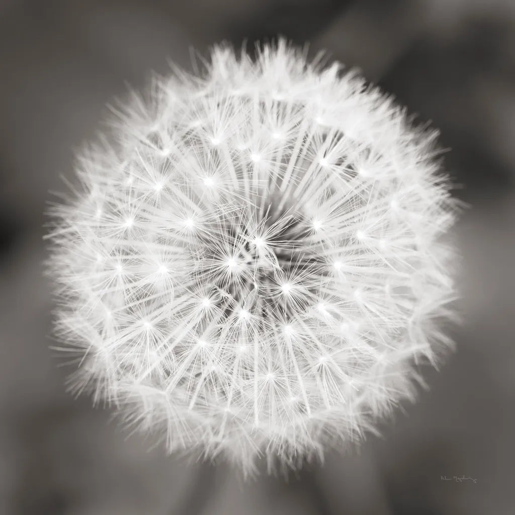Dandelion Seedhead by Alan Majchrowicz. SKU 46215a. Archival Giclee Fine art print for wall decor.