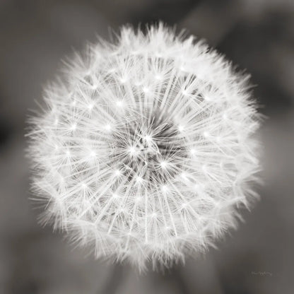 Dandelion Seedhead by Alan Majchrowicz. SKU 46215a. Archival Giclee Fine art print for wall decor.