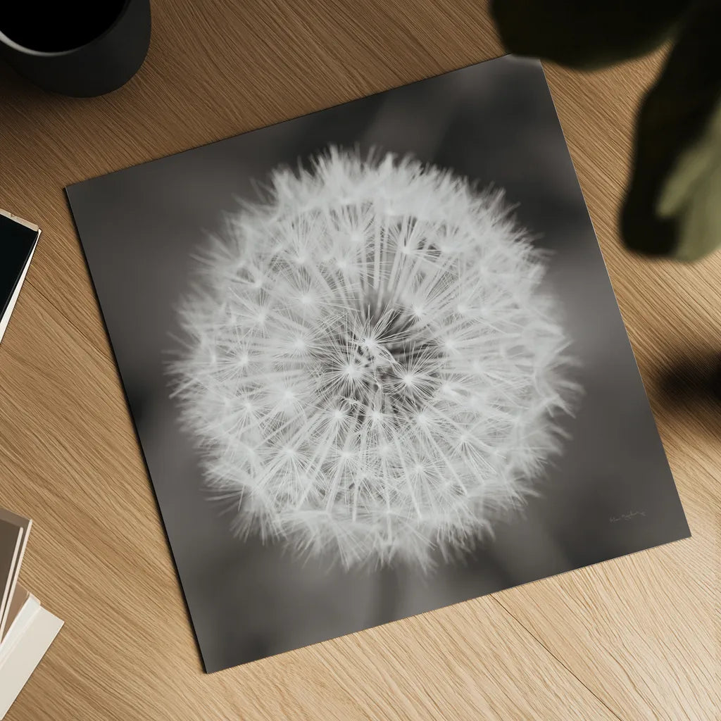Dandelion Seedhead by Alan Majchrowicz. Shown as a detailed flat fine art print, highlighting archival giclee quality. Available as an archival giclee rolled canvas, fine art paper, or poster print. SKU 46215a.