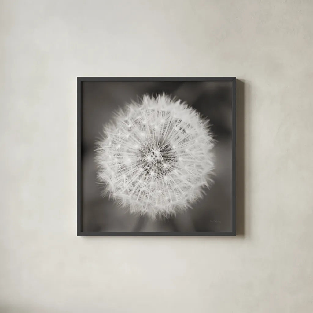 Dandelion Seedhead by Alan Majchrowicz. Shown in a sleek black glass frame for a contemporary gallery look. Available as an archival giclee rolled canvas, fine art paper, or poster print. SKU 46215a.