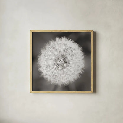 Dandelion Seedhead by Alan Majchrowicz. Shown in a natural wood glass frame for a timeless modern aesthetic. Available as an archival giclee rolled canvas, fine art paper, or poster print. SKU 46215a.