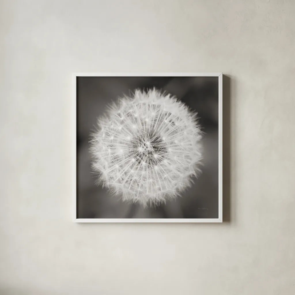 Dandelion Seedhead by Alan Majchrowicz. Shown in a crisp white glass frame for a clean and minimalist style. Available as an archival giclee rolled canvas, fine art paper, or poster print. SKU 46215a.