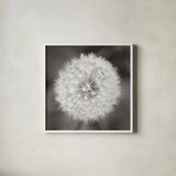 Dandelion Seedhead by Alan Majchrowicz. Shown in a crisp white glass frame for a clean and minimalist style. Available as an archival giclee rolled canvas, fine art paper, or poster print. SKU 46215a.