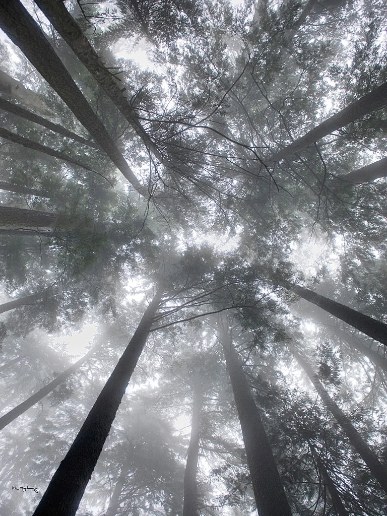 Fir Trees I by Alan Majchrowicz