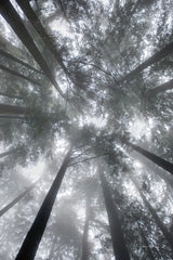 Fir Trees I by Alan Majchrowicz. SKU 30202h. Archival Giclee Fine art print for wall decor.