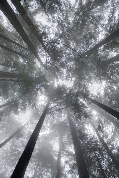 Fir Trees I by Alan Majchrowicz. SKU 30202h. Archival Giclee Fine art print for wall decor.