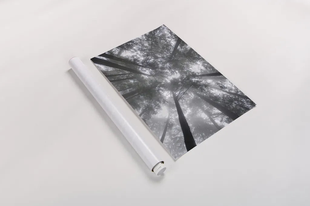 Fir Trees I by Alan Majchrowicz. shown as a rolled paper print. Available as archival giclee rolled canvas, fine art paper, or poster print. SKU 30202h.