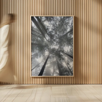Fir Trees I by Alan Majchrowicz. shown as over sized large wall art. Available as an archival giclee rolled canvas, fine art paper, or poster print. SKU 30202h.