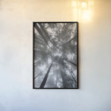 Fir Trees I by Alan Majchrowicz. shown as a paper print in a black flame. Available as a archival giclee rolled canvas, fine art paper, or poster print. SKU 30202h.