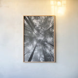 Fir Trees I by Alan Majchrowicz. shown as a paper print in a natural frame. Available as a archival giclee rolled canvas, fine art paper, or poster print. SKU 30202h.