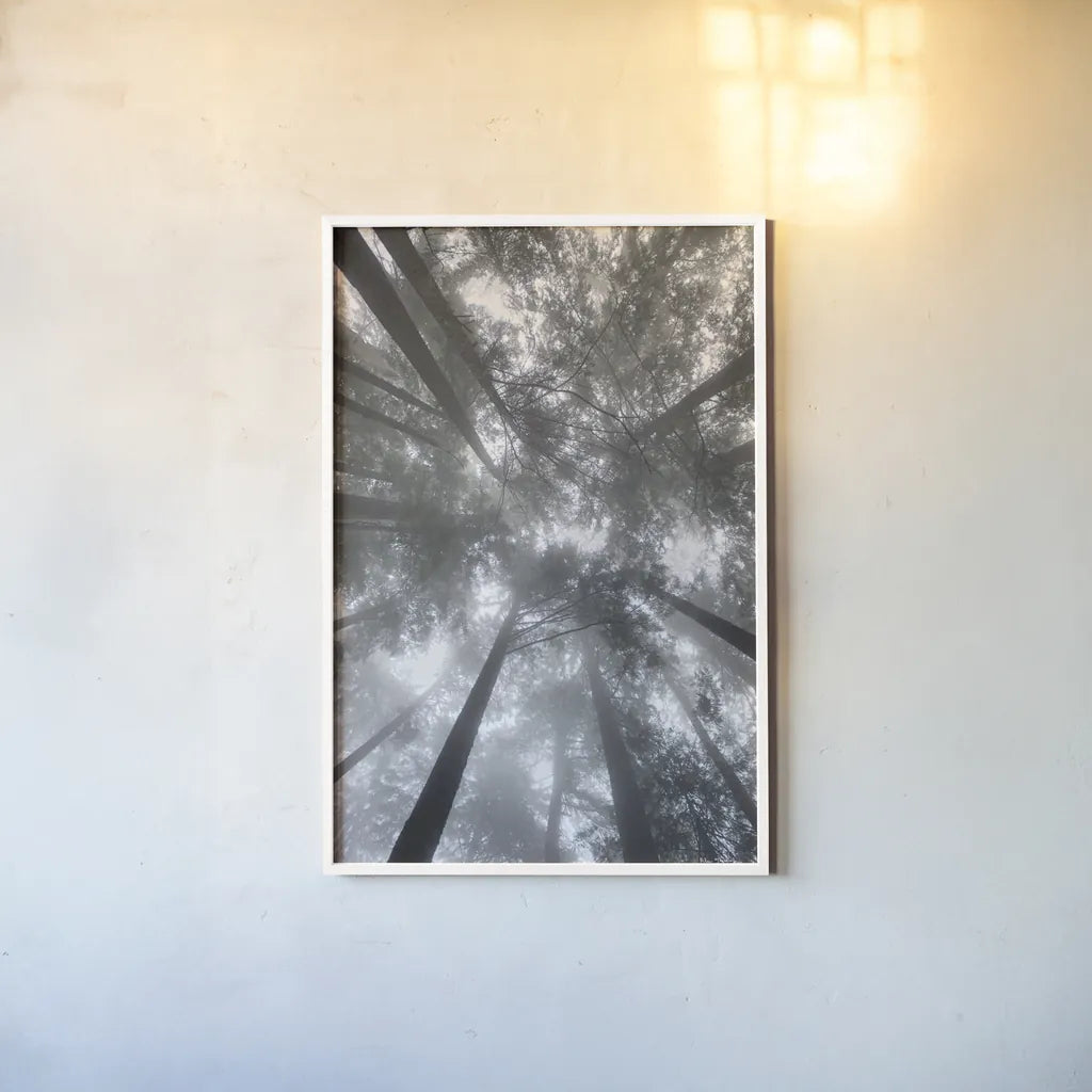 Fir Trees I by Alan Majchrowicz. shown as a paper print in a white frame. Available as a archival giclee rolled canvas, fine art paper, or poster print. SKU 30202h.