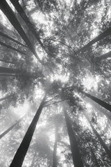 Fir Trees I BW by Alan Majchrowicz. SKU 30781h. Archival Giclee Fine art print for wall decor.