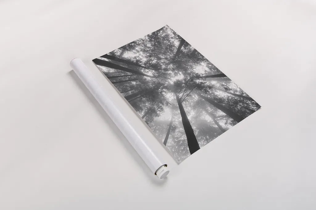 Fir Trees I BW by Alan Majchrowicz. shown as a rolled paper print. Available as archival giclee rolled canvas, fine art paper, or poster print. SKU 30781h.