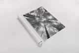 Fir Trees I BW by Alan Majchrowicz. shown as a rolled paper print. Available as archival giclee rolled canvas, fine art paper, or poster print. SKU 30781h.