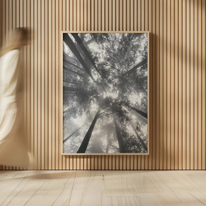 Fir Trees I BW by Alan Majchrowicz. shown as over sized large wall art. Available as an archival giclee rolled canvas, fine art paper, or poster print. SKU 30781h.
