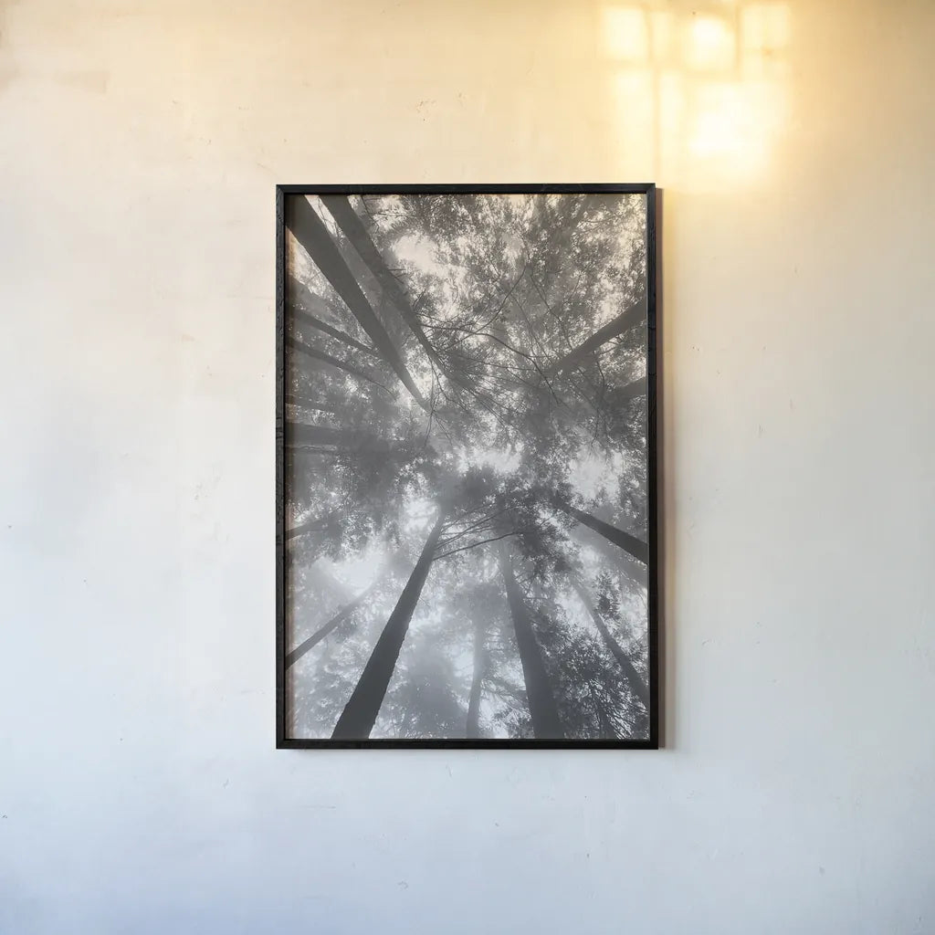 Fir Trees I BW by Alan Majchrowicz. shown as a paper print in a black flame. Available as a archival giclee rolled canvas, fine art paper, or poster print. SKU 30781h.