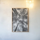 Fir Trees I BW by Alan Majchrowicz. shown as a paper print in a natural frame. Available as a archival giclee rolled canvas, fine art paper, or poster print. SKU 30781h.