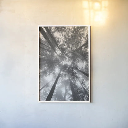 Fir Trees I BW by Alan Majchrowicz. shown as a paper print in a white frame. Available as a archival giclee rolled canvas, fine art paper, or poster print. SKU 30781h.