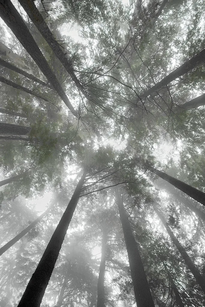 Fir Trees I Bright by Alan Majchrowicz. SKU 30783h. Archival Giclee Fine art print for wall decor.