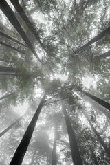 Fir Trees I Bright by Alan Majchrowicz. SKU 30783h. Archival Giclee Fine art print for wall decor.