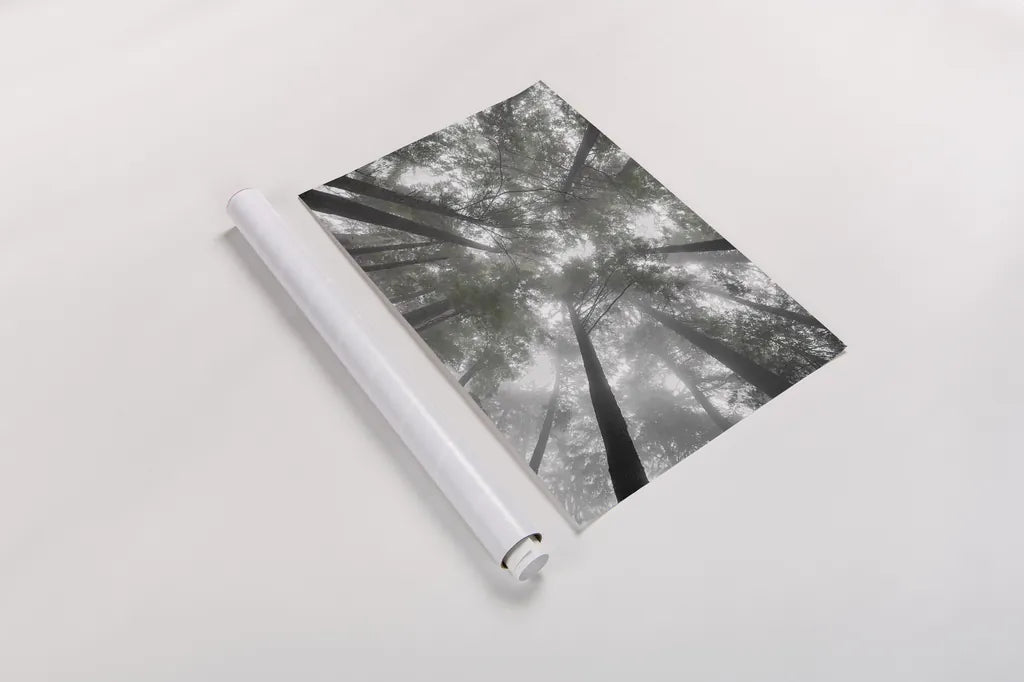 Fir Trees I Bright by Alan Majchrowicz. shown as a rolled paper print. Available as archival giclee rolled canvas, fine art paper, or poster print. SKU 30783h.