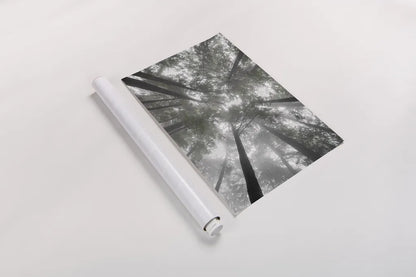 Fir Trees I Bright by Alan Majchrowicz. shown as a rolled paper print. Available as archival giclee rolled canvas, fine art paper, or poster print. SKU 30783h.