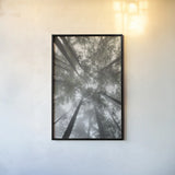 Fir Trees I Bright by Alan Majchrowicz. shown as a paper print in a black flame. Available as a archival giclee rolled canvas, fine art paper, or poster print. SKU 30783h.