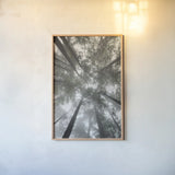 Fir Trees I Bright by Alan Majchrowicz. shown as a paper print in a natural frame. Available as a archival giclee rolled canvas, fine art paper, or poster print. SKU 30783h.