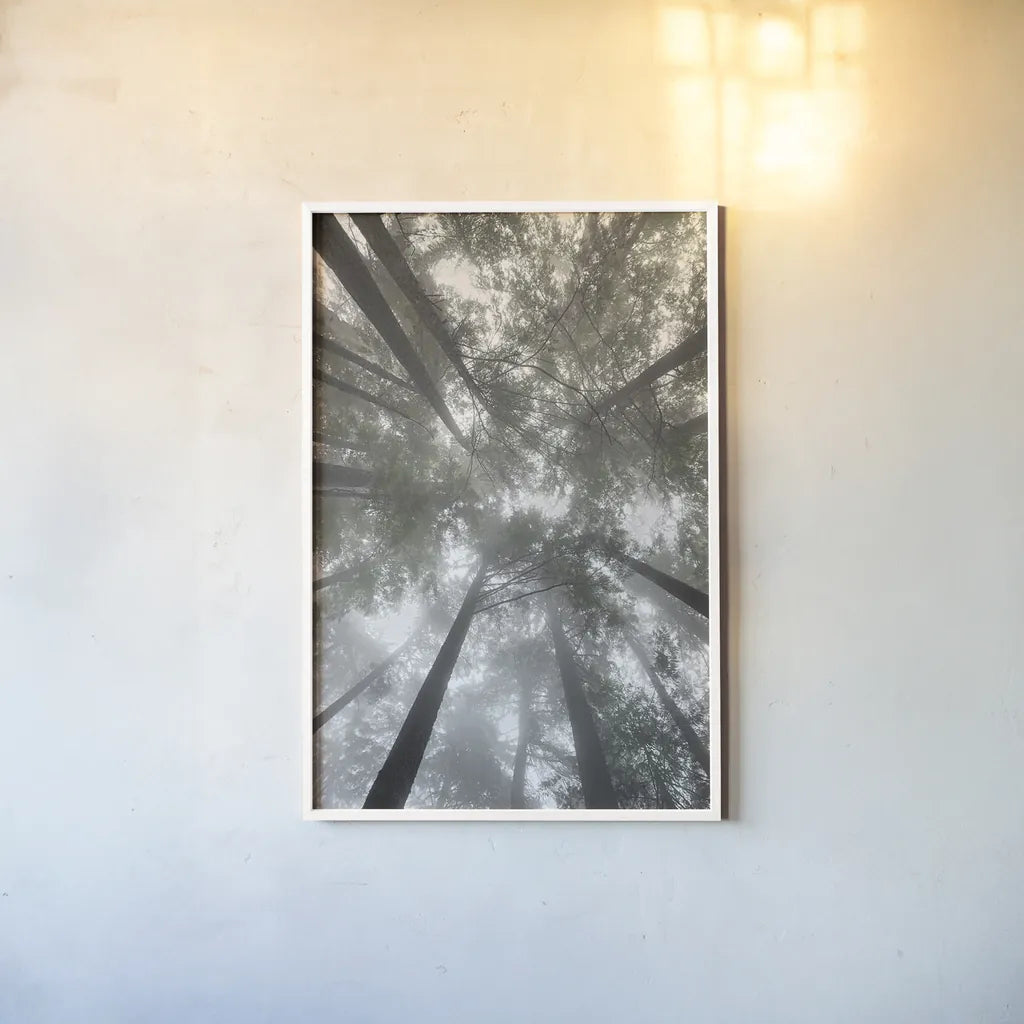 Fir Trees I Bright by Alan Majchrowicz. shown as a paper print in a white frame. Available as a archival giclee rolled canvas, fine art paper, or poster print. SKU 30783h.