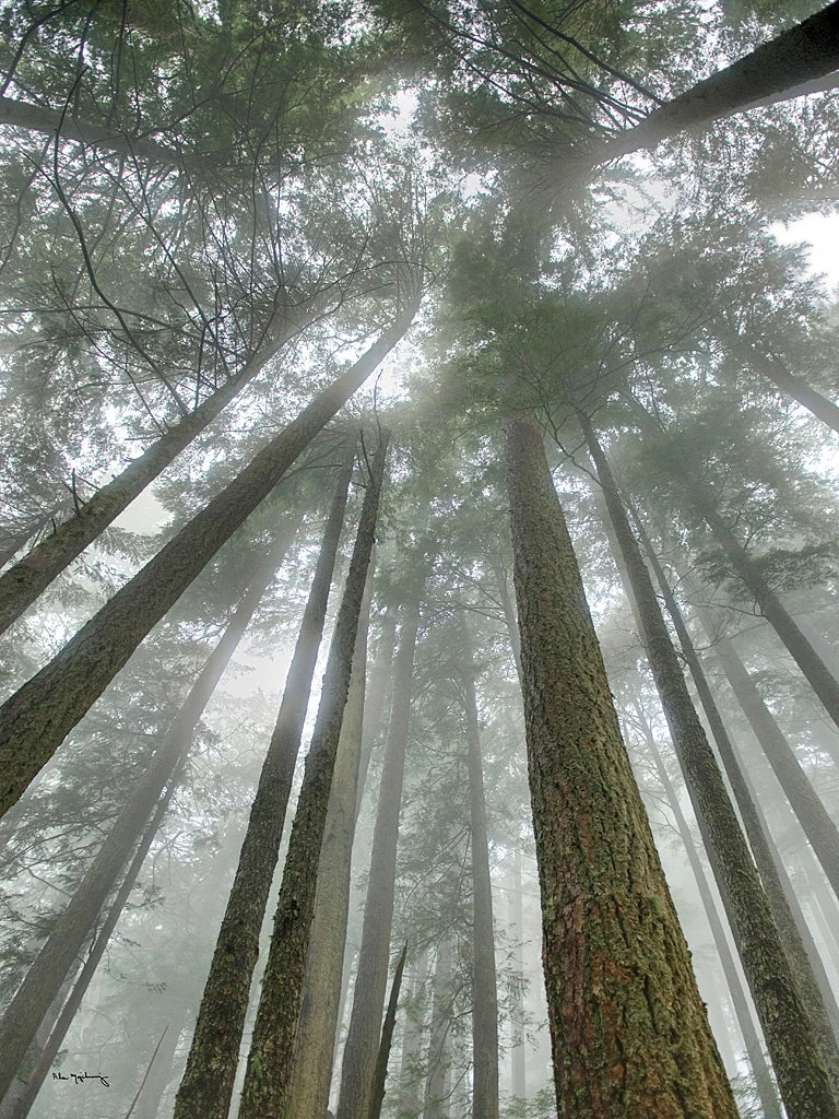 Fir Trees II by Alan Majchrowicz