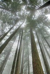 Fir Trees II by Alan Majchrowicz. SKU 30203h. Archival Giclee Fine art print for wall decor.