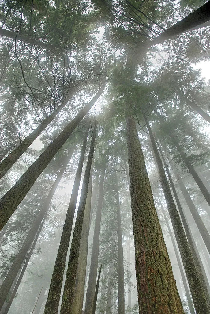 Fir Trees II by Alan Majchrowicz. SKU 30203h. Archival Giclee Fine art print for wall decor.