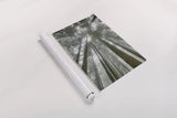 Fir Trees II by Alan Majchrowicz. shown as a rolled paper print. Available as archival giclee rolled canvas, fine art paper, or poster print. SKU 30203h.