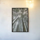 Fir Trees II by Alan Majchrowicz. shown as a paper print in a black flame. Available as a archival giclee rolled canvas, fine art paper, or poster print. SKU 30203h.