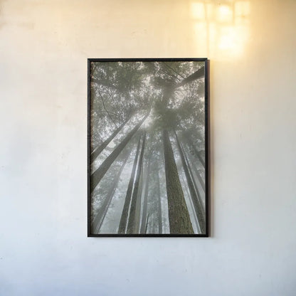 Fir Trees II by Alan Majchrowicz. shown as a paper print in a black flame. Available as a archival giclee rolled canvas, fine art paper, or poster print. SKU 30203h.