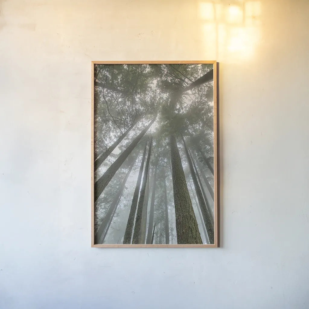 Fir Trees II by Alan Majchrowicz. shown as a paper print in a natural frame. Available as a archival giclee rolled canvas, fine art paper, or poster print. SKU 30203h.