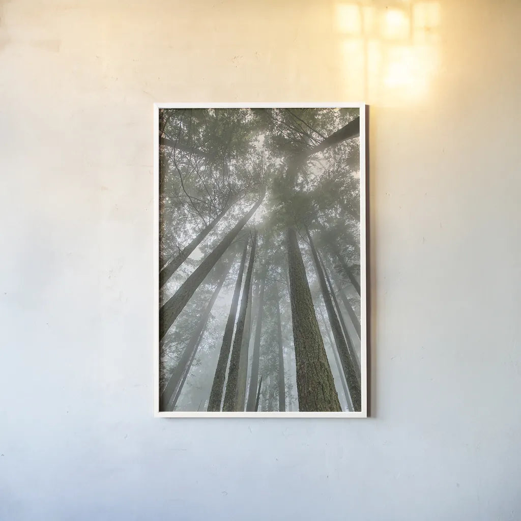 Fir Trees II by Alan Majchrowicz. shown as a paper print in a white frame. Available as a archival giclee rolled canvas, fine art paper, or poster print. SKU 30203h.