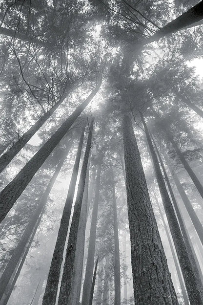 Fir Trees II BW by Alan Majchrowicz. SKU 30782h. Archival Giclee Fine art print for wall decor.