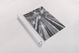 Fir Trees II BW by Alan Majchrowicz. shown as a rolled paper print. Available as archival giclee rolled canvas, fine art paper, or poster print. SKU 30782h.